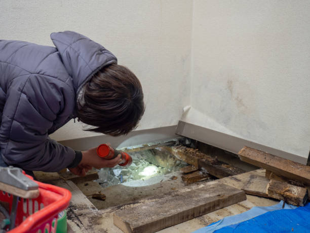 Best Mold Damage Restoration  in Lake Zurich, IL