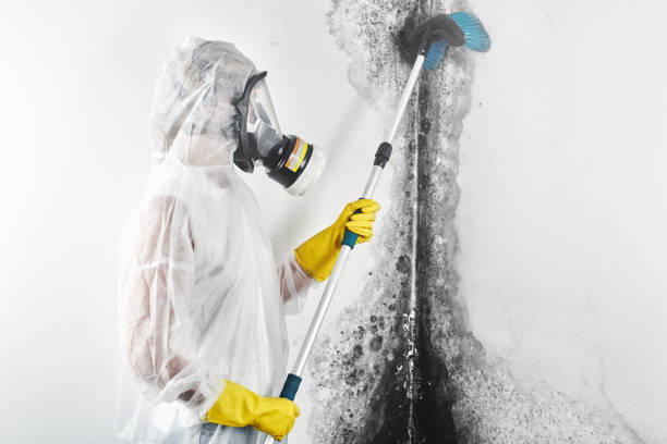 Best Real Estate Mold Inspection  in Lake Zurich, IL