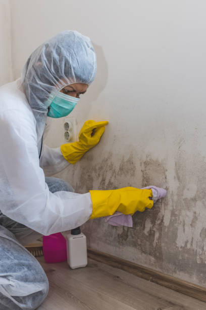 Mold Remediation for Rental Properties in Lake Zurich, IL